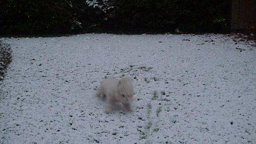 Une vraie vie de chien !!!! dans-la-neige.jpg