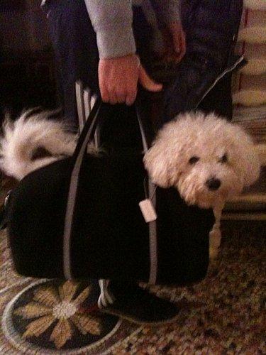 Une vraie vie de chien !!!! pour-par-que-coton-soit-fatiigue.jpg