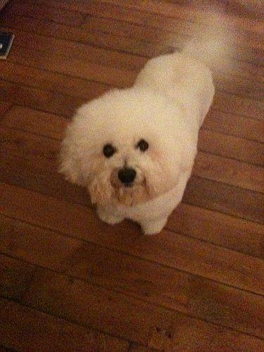 Une vraie vie de chien !!!! COTON-le-plus-malheureux.jpg