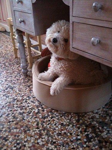 Une vraie vie de chien !!!! coton-puni.jpg