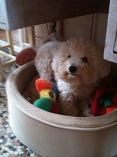 Une vraie vie de chien !!!! coton-avec-ses-joujous.jpg