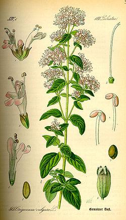 ELOGE DE L'ORIGAN Origanum vulgare