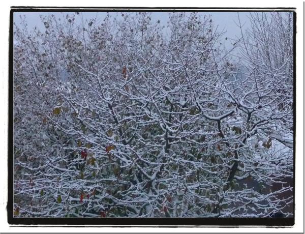 neige sur cerisier Il neige !!!