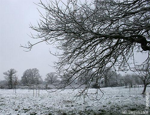 La neige tombe. La neige tombe.
