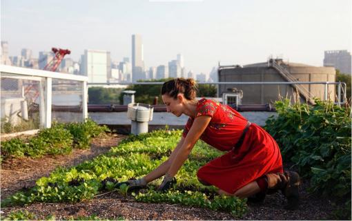 Le Retour A La Terre, Version Potager Urbain