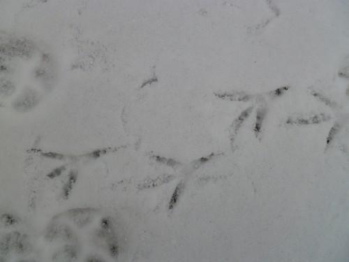 freezing december P1010289.JPG