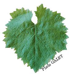 MOURVEDRE3 feuille billet humeur  Le double jeu du Mourvèdre