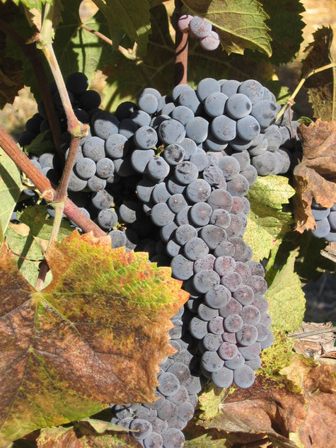 mourvedre21 billet humeur  Le double jeu du Mourvèdre