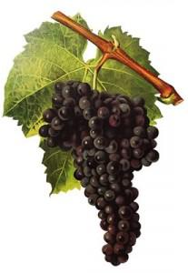 tc mourvedre 207x300 billet humeur  Le double jeu du Mourvèdre