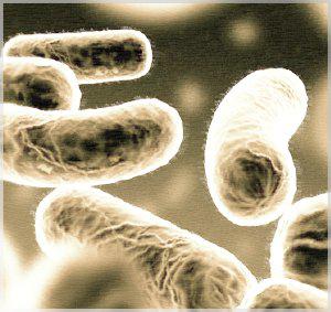 bactéries Arsenic