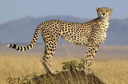 Guepard Biodiversité : Le retour du Guépard