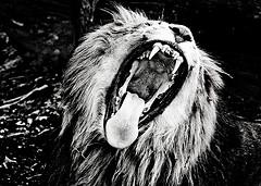 Bouffé par 38 lions