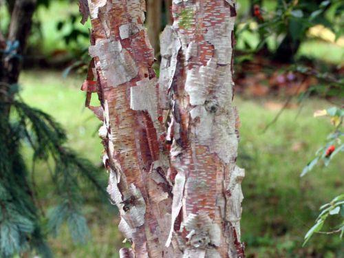 betula albosinensis détail orchaise 11 août 2008 065.jpg