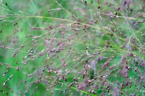 Poacées panicum virg fl marnay 18 sept 2010 139.jpg