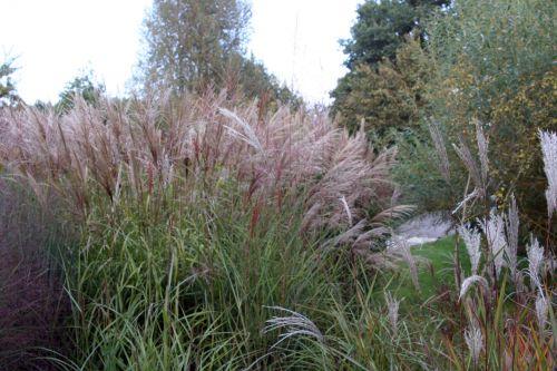 Poacées miscanthus marnay 18 sept 2010 134.jpg