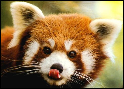On adopte deux bébés pandas roux chez Mozilla Firefox et on diffuse leur vie 24h sur 24h en streaming !
