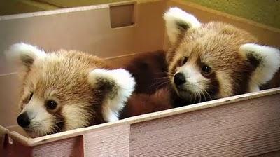 Mozilla a adopté deux bébés Pandas Roux (Firefox), découvrez les en Live