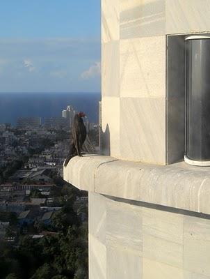 Les vautours de La Havane