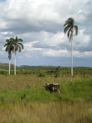 L'aventure latino-américaine: En route vers la campagne cubaine