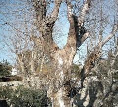L'HIVER QUI VIENT (Jules LAFORGUE) 02 arbres dim (524 x 476).jpg