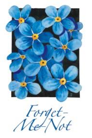 Forget me not ! forget-me-not.1292229005.jpg