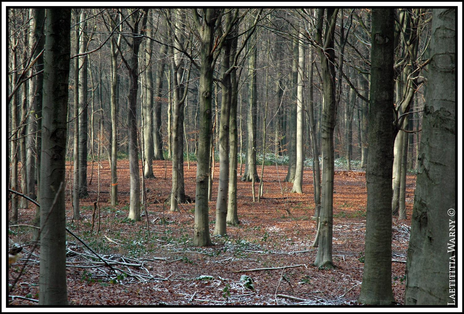 A la faveur de l'automne... A la faveur de l'automne...