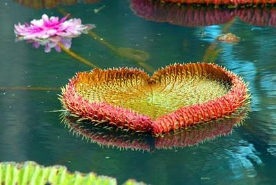 Pamplemousse Mauritius