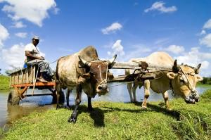 charette a boeufs-marie-galante Voyage aux Antilles: découvrir la Guadeloupe avec Hostelbookers