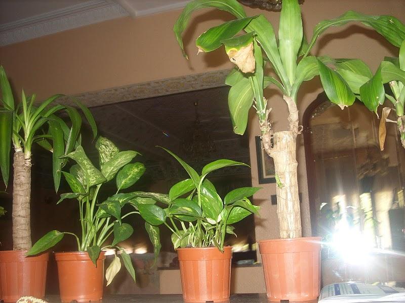 Tarte soufflée aux oignons et viande hachée Tarte soufflée aux oignons et viande hachée