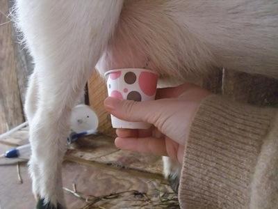 Qui veut du lait-lait?