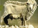 tonte-des-moutons.1292574308.jpg