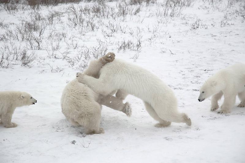 Début décembre, au Canada, ces deux ours polaires combattent dans le parc national Wapusk, qui protège l'une des plus vastes aires connues de mise bas des ours polaires du monde. 
