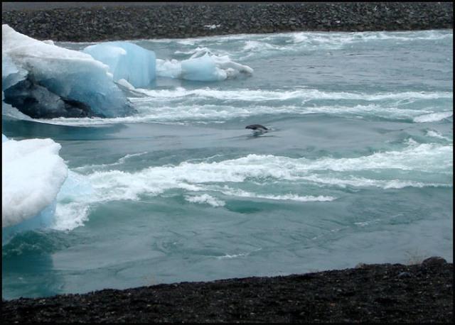Jökulsarlon Islande phoque jouant Phoques d’Islande