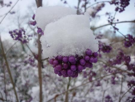 Photo du dimanche : elle est là !!! P1090637