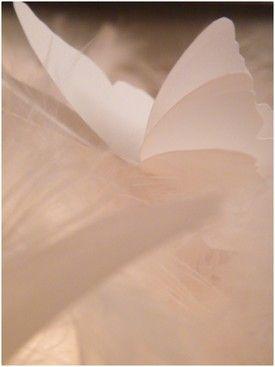 J - 6 ... Imaginer
(création © Par un beau matin d'hiver)... DSCF5348b