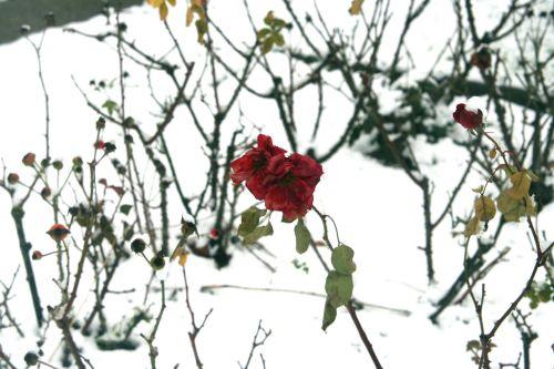 rose neige 20 déc 2010 041.jpg