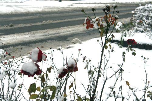 rose neige 20 déc 2010 044.jpg