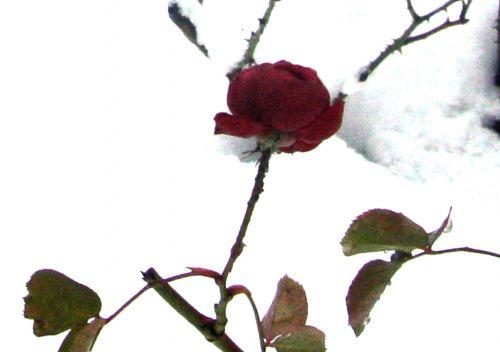 rose pr neige 20 déc 2010 032.jpg