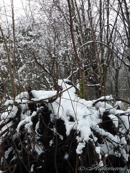 Le petit Poucet & le Bonhomme de neige P1080219Arbre-couche-copie.jpg