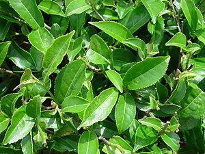Tea leaves - Assam produces a significant port...