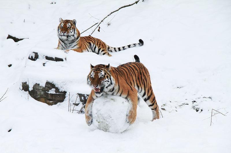 Wassja et Mandschu, deux tigres âgés de cinq ans, jouent dans la neige au zoo de Wuppertal, dans l’ouest de l’Allemagne, mardi 21 décembre.