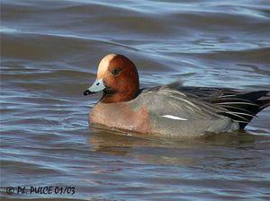 Quand la vérole des campagnes se lâche, ça donne ça ! cana_siff3