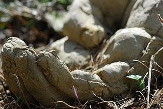 LES SENTIMENTS LES SENTIMENTS