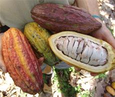 Cameroon’s Cocoa Registers 42% Production Increase