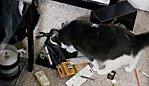 Un chat s'amuse à casser des oeufs + bagarre entre chats + le chat et toit enneigé - 3 videos cat-etagere.jpg