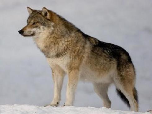 L'HOMME un animal mal pensant. Pamphlet. L'HOMME un animal mal pensant. Pamphlet.