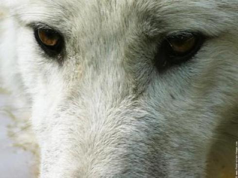 L'HOMME un animal mal pensant. Pamphlet. L'HOMME un animal mal pensant. Pamphlet.