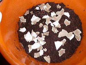 Expérience : un lombricomposteur à la maison (2) P1010913