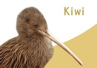 Un kiwi