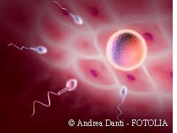 spermatozoides ovule